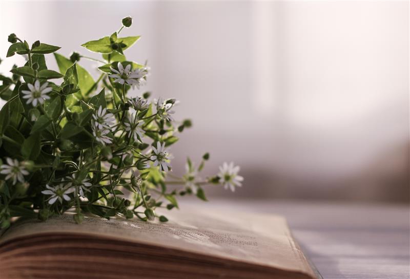 A small bunch of white flowers lies on an open book.